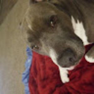 Meet your Posher, Adam